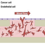 Be-Flow Outline of Cancer Cell Invasion Experiment