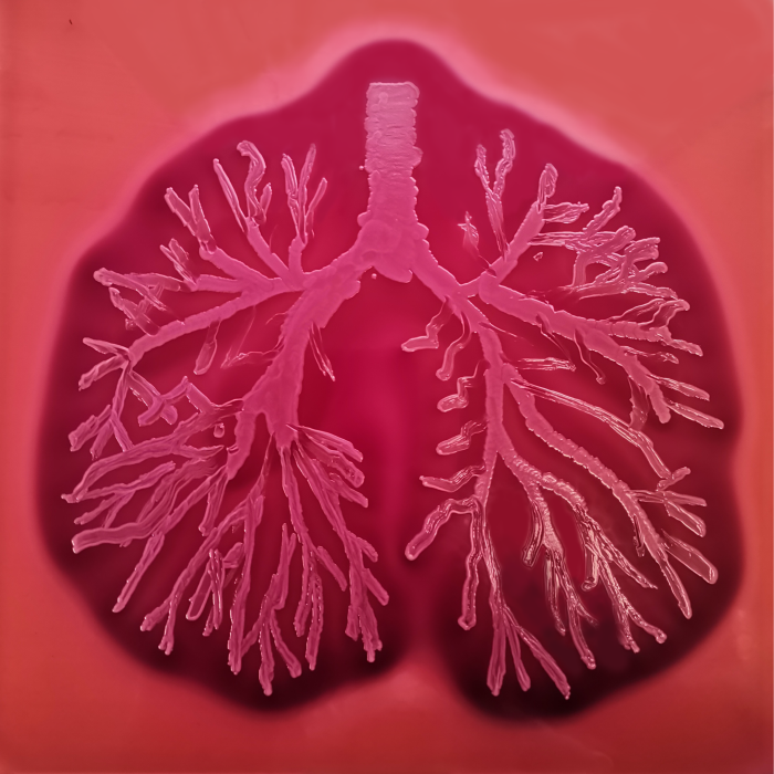 The impacts of COPD and asthma on the microbiome of the airways