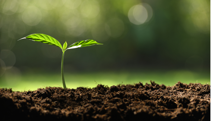 DWS offset carbon footprint with Oblong Trees