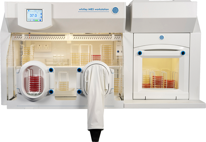 Cultivating C. elegans in Microaerobic Workstations