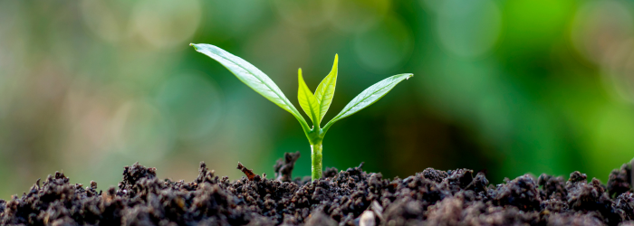 Clostridioides difficile: How safe are retail garden products?