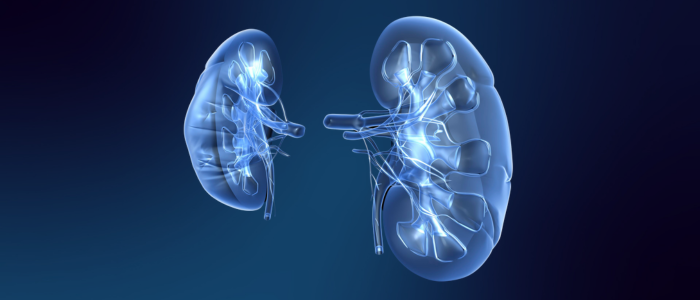 Kidneys.