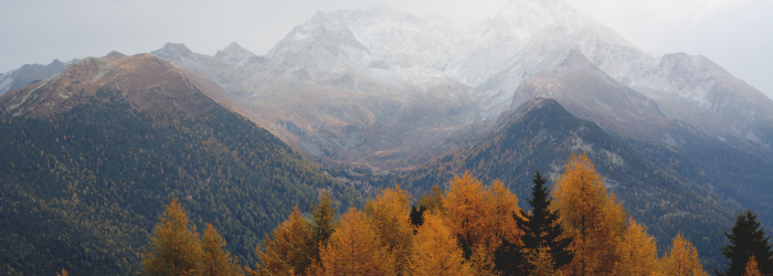 Autumn Tree Line