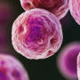 Chlamydia bacteria visual