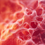 Inflamed gut lining healing