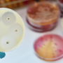 Antimicrobial susceptibility testing in Petri dish.