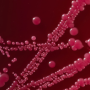 Fortschritte in der Diagnostik und Überwachung von Clostridioides difficile in der klinischen Mikrobiologie