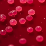 Petri Dish with Bacteria Growth