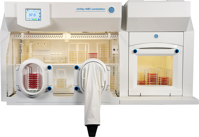 Cultivating C. elegans in Microaerobic Workstations